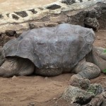 Ancient Turtle, Dan Serig: Ecuador 2011