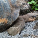 Turtle Resting, Dan Serig: Ecuador 2011